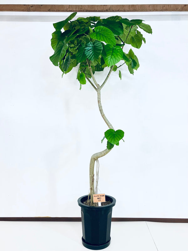 現品商品＠4 ウンベラータ 10号（高さ：183cm、幅：85cm）