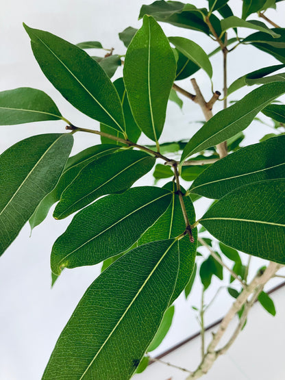 現品商品＠4 アマゾンオリーブ 8号（高さ：164cm、幅：90cm）