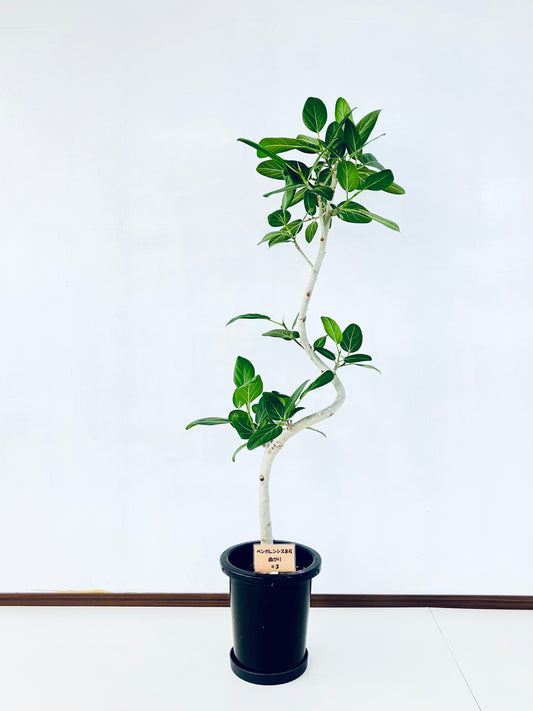 現品商品＠3 ベンガレンシス 8号（高さ：147cm、幅：63cm）
