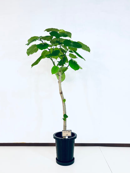 現品商品＠7 ウンベラータ 8号（高さ：137cm、幅：70cm）