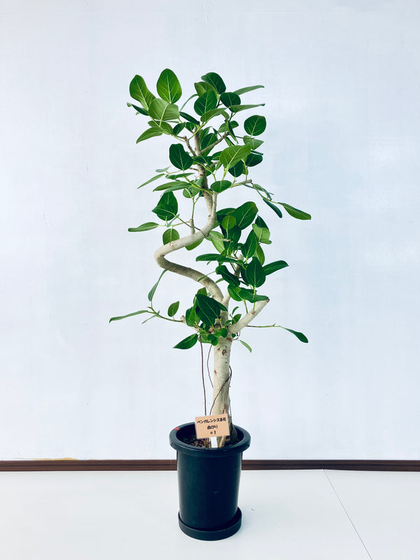 現品商品＠1 ベンガレンシス 8号（高さ：142cm、幅：63cm）