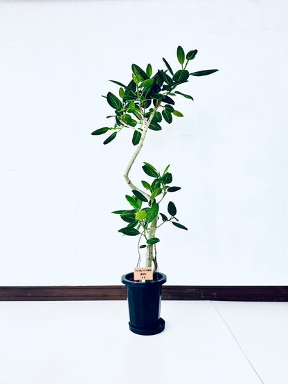 現品商品＠1 ベンガレンシス 8号（高さ：148cm、幅：73cm）