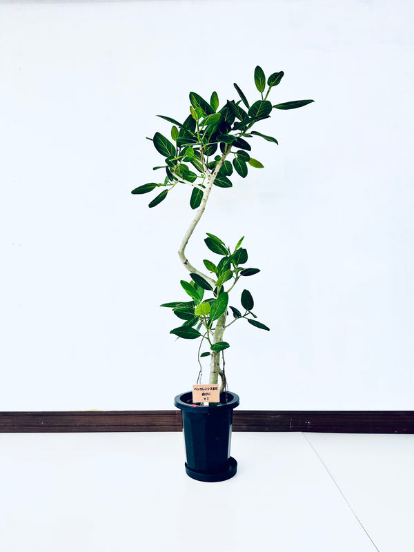 現品商品＠1 ベンガレンシス 8号（高さ：148cm、幅：73cm）