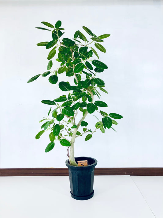 現品商品@3 ベンガレンシス 10号（高さ：172cm、幅：100cm）