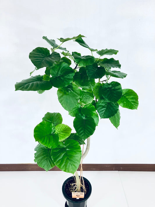 現品商品＠7 ウンベラータ 8号（高さ：142cm、幅：70cm）