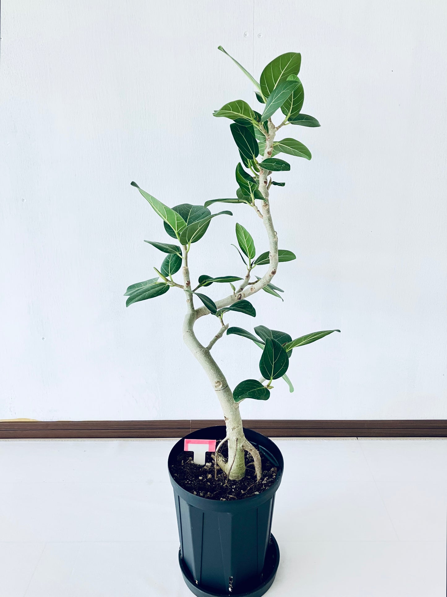 現品商品@9T ベンガレンシス 6号（高さ：80cm、幅：33cm）【豊橋発送】