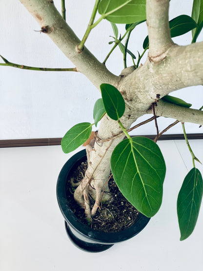 現品商品＠1 ベンガレンシス 8号（高さ：142cm、幅：63cm）