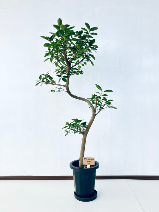 現品商品@2 フランスゴム 8号（高さ：138cm、幅：70cm）