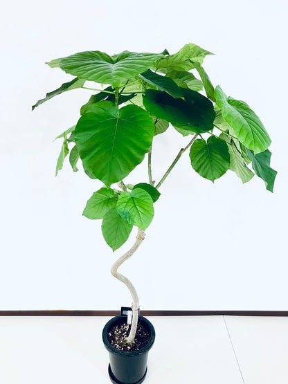 現品商品＠6 ウンベラータ 8号（高さ：147cm、幅：70cm）