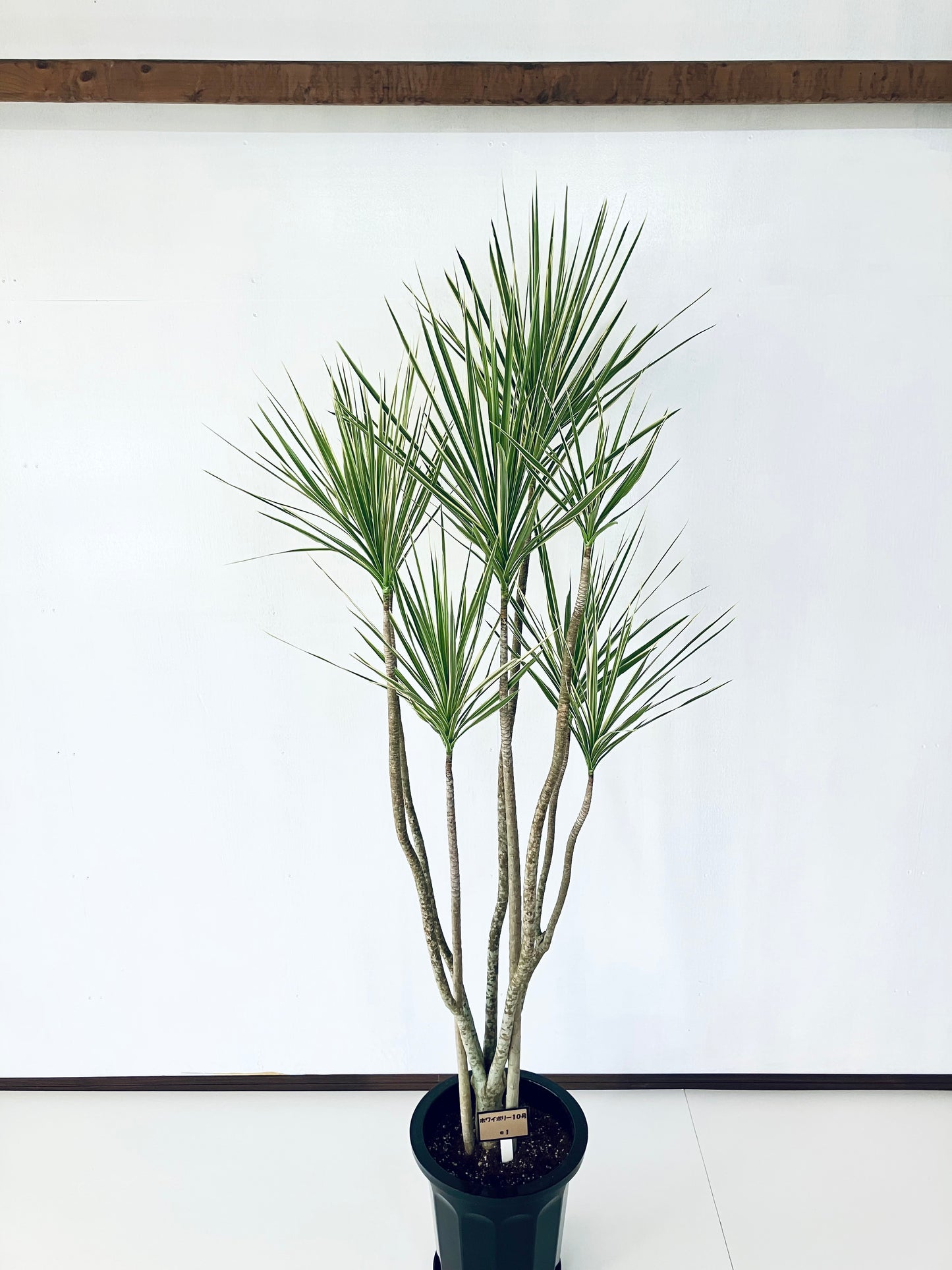 現品商品＠1 コンシンネ・ホワイボリー 10号（高さ：193cm、幅：85cm）