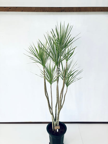 現品商品＠1 コンシンネ・ホワイボリー 10号（高さ：193cm、幅：85cm）