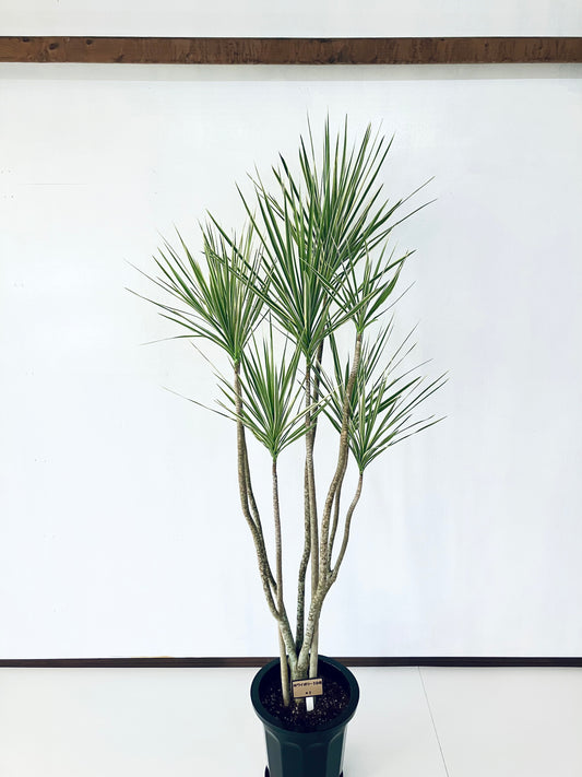 現品商品＠1 コンシンネ・ホワイボリー 10号（高さ：193cm、幅：85cm）