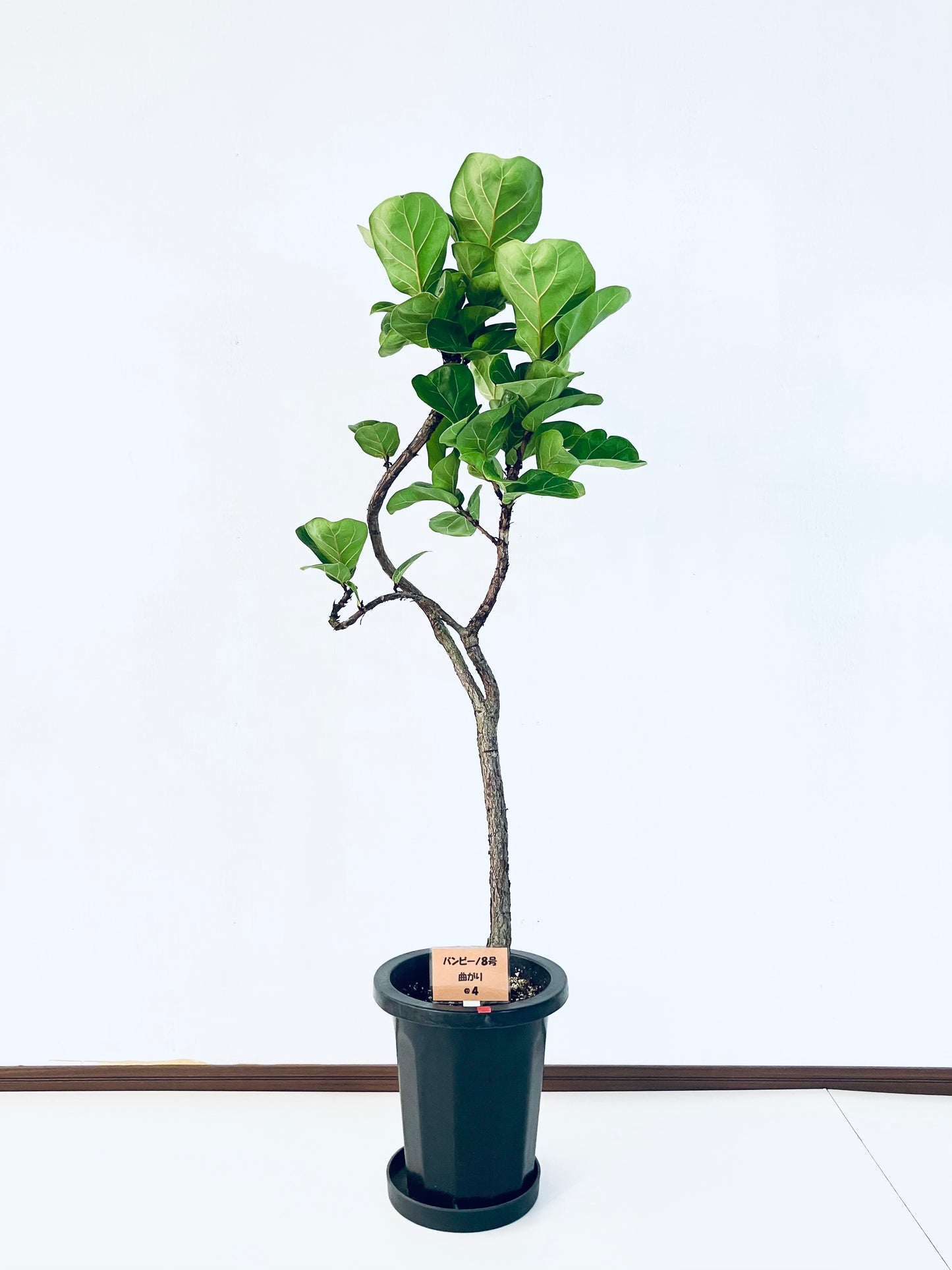 現品商品＠4 バンビーノ 8号（高さ：128cm、幅：47cm）