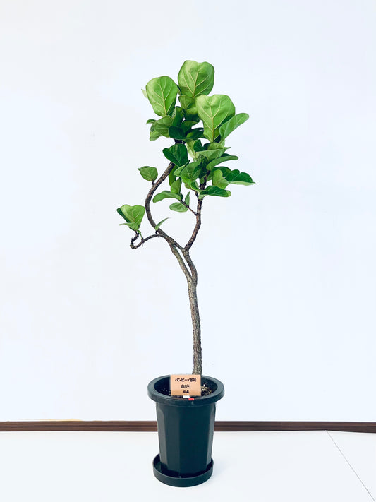 現品商品＠4 バンビーノ 8号（高さ：128cm、幅：47cm）