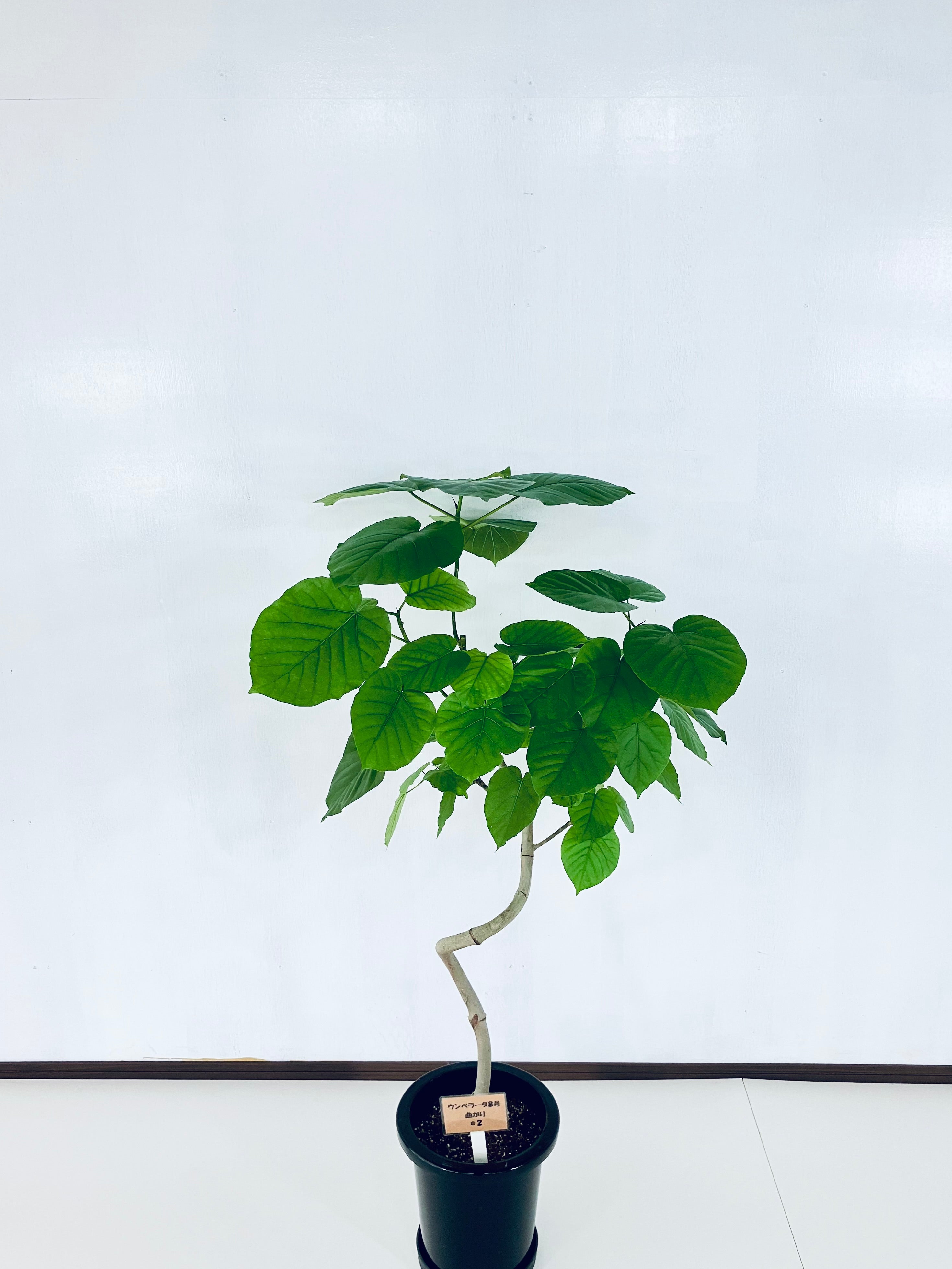 フィカス・ウンベラータ 8号 140cm S-shaped 気根 フィカス・ウンベラータ 8号の現品商品 | 観葉植物通販AONOKI（あおのき）