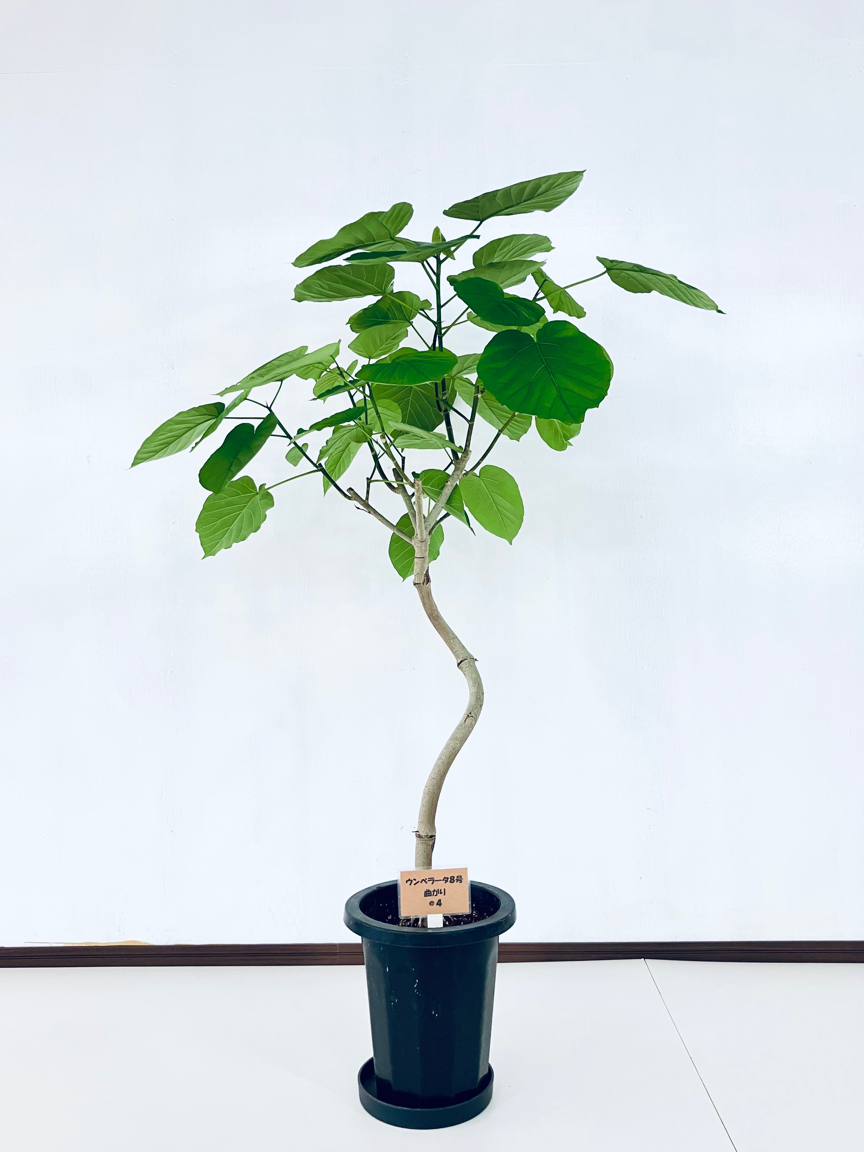 フィカス ウンベラータ 新潟市引き渡し フィカス ウンベラータ 新潟市