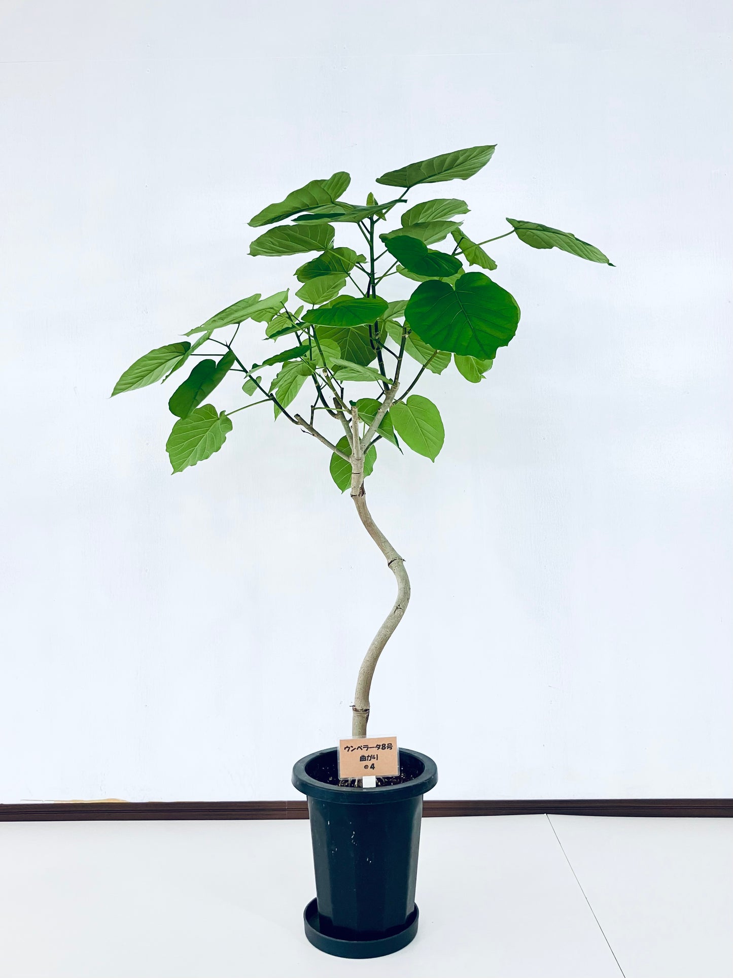 現品商品＠4 ウンベラータ 8号 曲がりМ（高さ：131cm、幅：95cm）