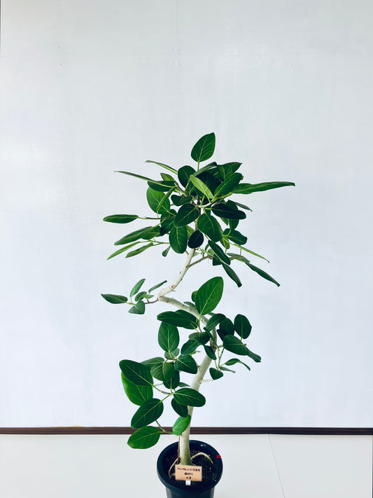 現品商品＠3 ベンガレンシス 8号（高さ：149cm、幅：70cm）