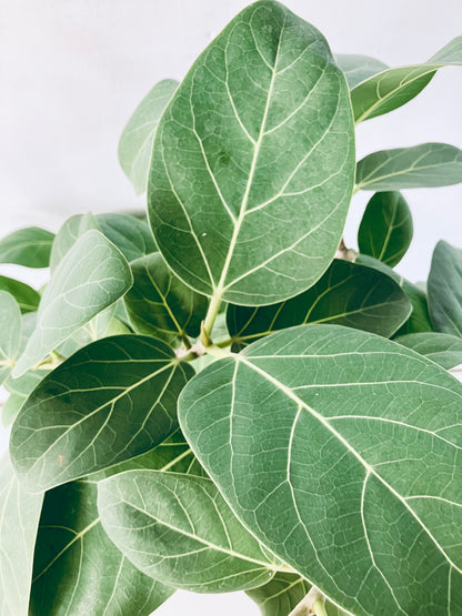 現品商品＠4 ベンガレンシス 8号（高さ：137cm、幅：70cm）