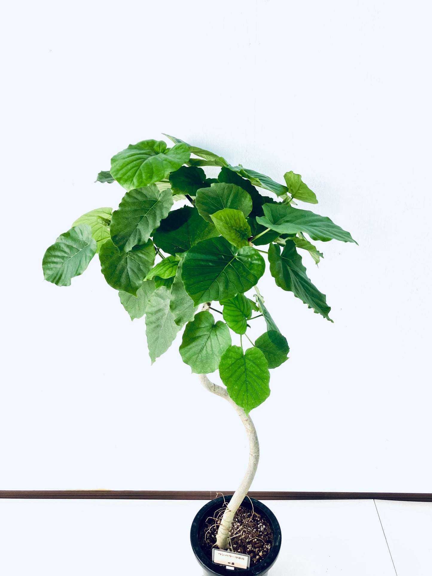 現品商品＠8 ウンベラータ 8号（高さ：128cm、幅：65cm）