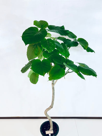 現品商品＠8 ウンベラータ 8号（高さ：156cm、幅：84cm）