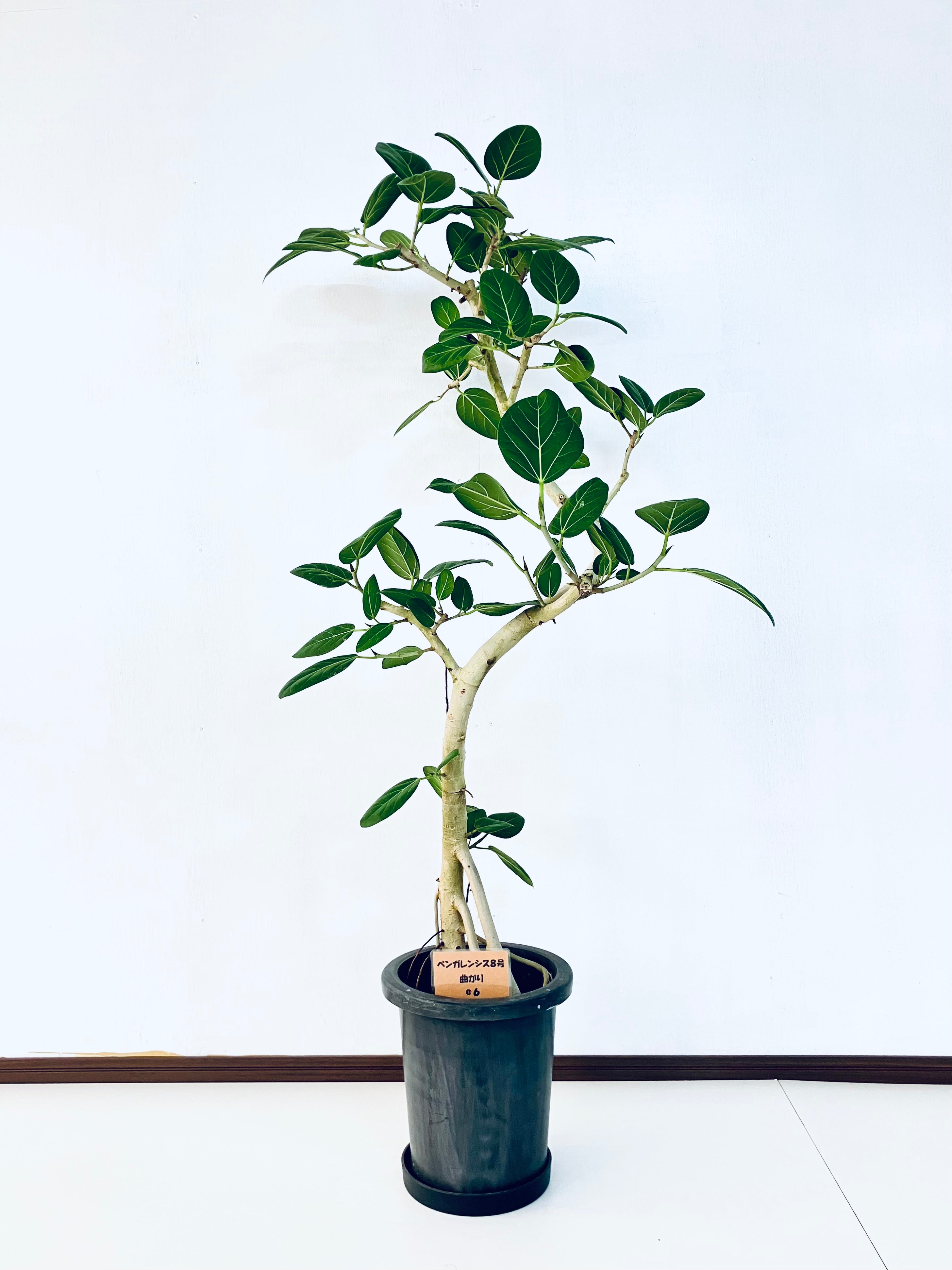 ベンガレンシスの通販 | 観葉植物の通販はAONOKI（あおのき）