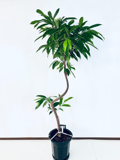 現品商品＠2 アムステルダム 10号（高さ：180cm、幅：85cm）