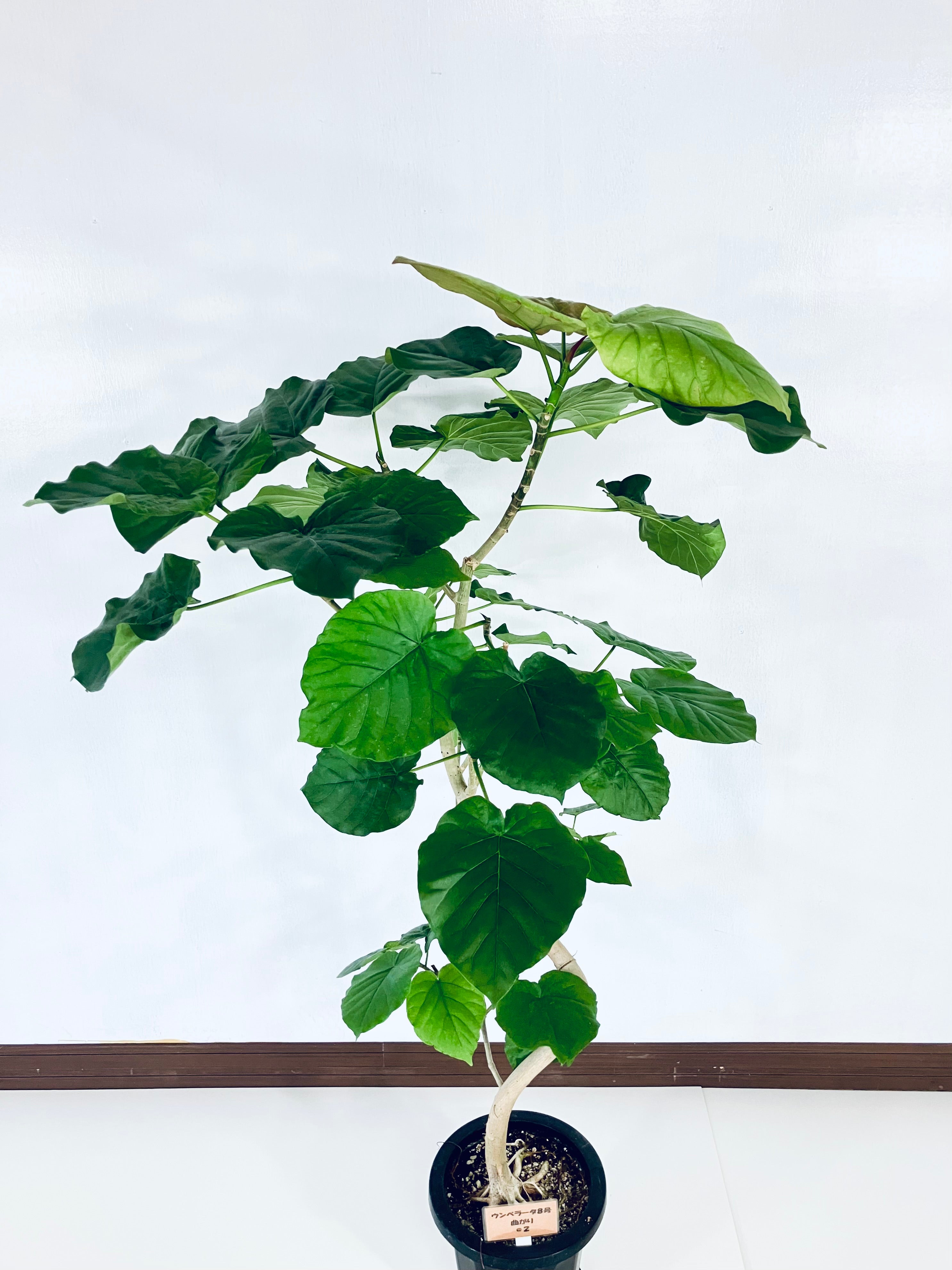 フィカス・ウンベラータ 8号の現品商品 | 観葉植物通販AONOKI