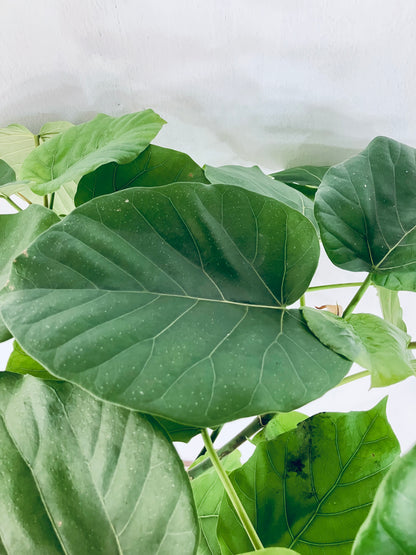 現品商品＠5 ウンベラータ 8号 曲がりМ（高さ：127cm、幅：80cm）