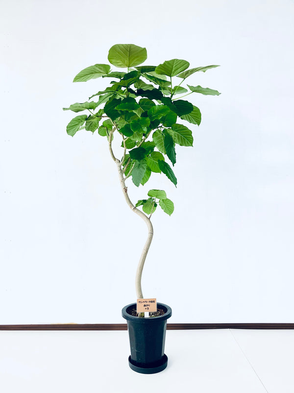 現品商品＠5 ウンベラータ 8号 曲がり（高さ：155cm、幅：80cm）