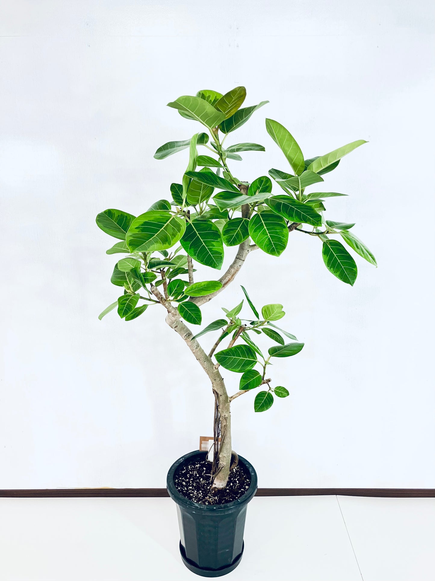 現品商品@6 アルテシマ 10号（高さ：158cm、幅：70cm）