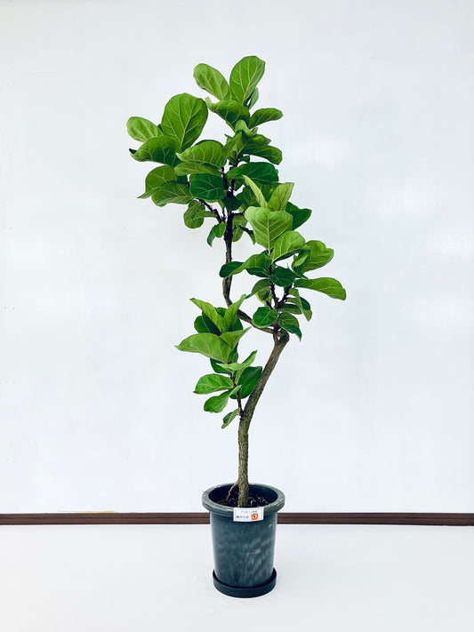 現品商品＠5 バンビーノ 8号（高さ：155cm、幅：60cm）