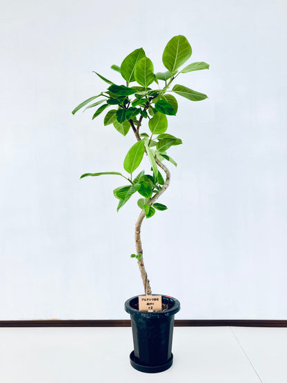 現品商品＠2 アルテシマ 8号（高さ：134cm、幅：60cm）