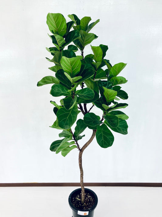 現品商品＠6 バンビーノ 8号（高さ：166cm、幅：56cm）