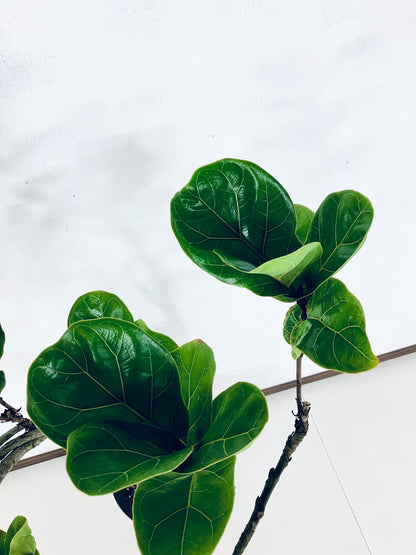 【Unique Form】バンビーノ 8号（高さ：102cm、幅：50cm）#13