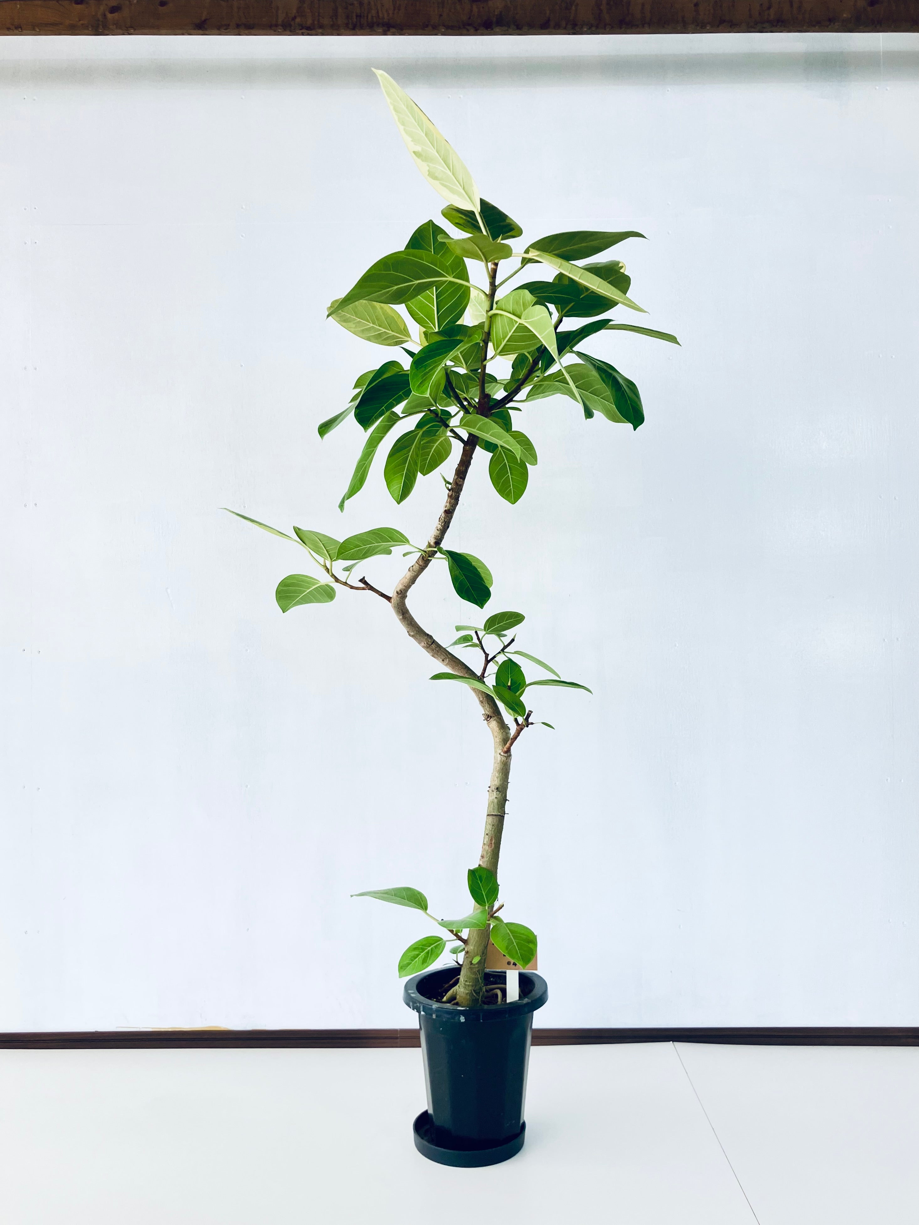 フィカス・アルテシマ 8号の通販 | 観葉植物通販AONOKI（あおのき）