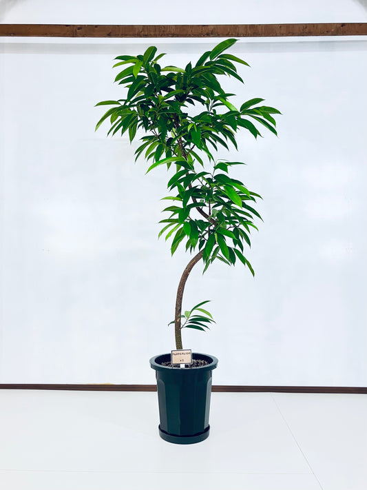 現品商品＠1 アムステルダム 10号（高さ：180cm、幅：100cm）