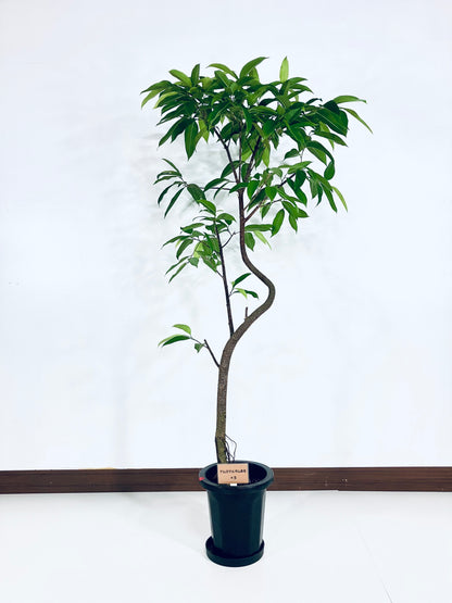 現品商品＠5 アムステルダム 8号（高さ：163cm、幅：90cm）