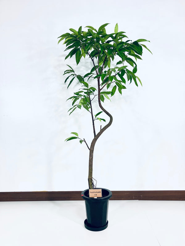 現品商品＠5 アムステルダム 8号（高さ：163cm、幅：90cm）