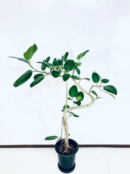 【Unique Form】ベンガレンシス 8号（高さ：130cm、幅：90cm）#6