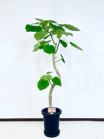 現品商品＠9 ウンベラータ 8号（高さ：136cm、幅：70cm）