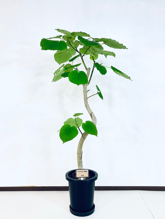 現品商品＠9 ウンベラータ 8号（高さ：136cm、幅：70cm）