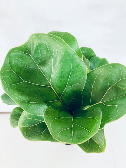 現品商品＠5 バンビーノ 8号（高さ：132cm、幅：44cm）