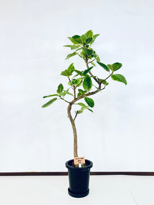 現品商品＠5 アルテシマ 8号（高さ：152cm、幅：77cm）