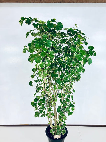 現品商品@1 ポリシャス・マルギナータ 10号（高さ：183cm、幅：86cm）