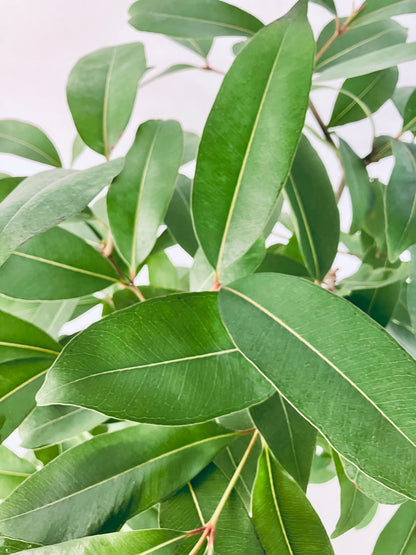 現品商品＠3 アマゾンオリーブ 8号（高さ：146cm、幅：75cm）