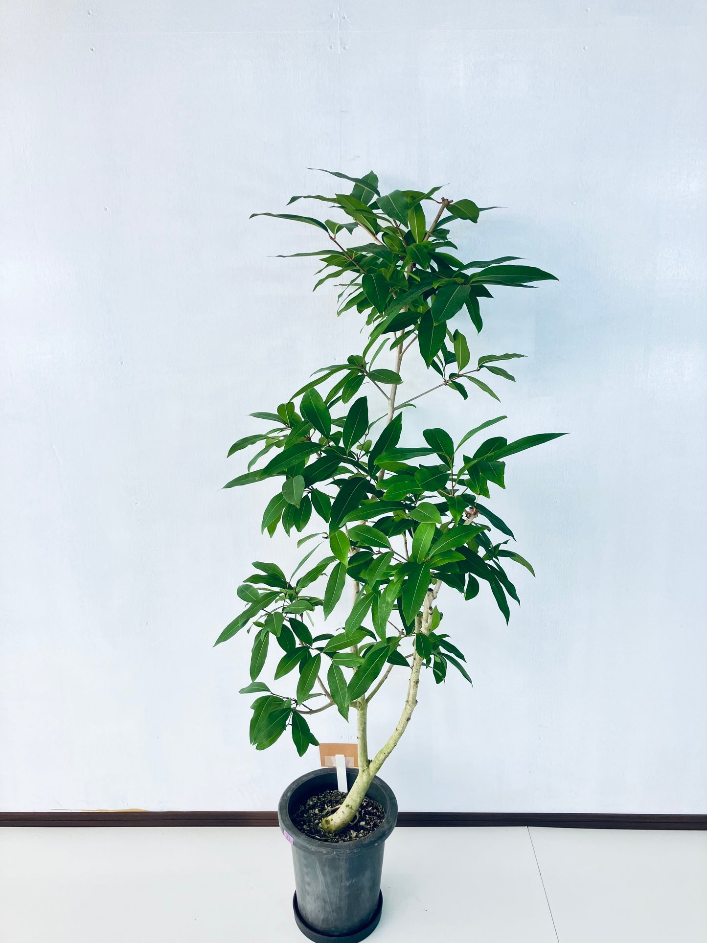 現品商品＠5 アマゾンオリーブ 8号（高さ：150cm、幅：60cm）