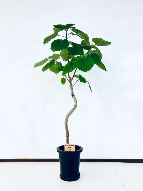 現品商品＠1 ウンベラータ 8号（高さ：142m、幅：80cm）