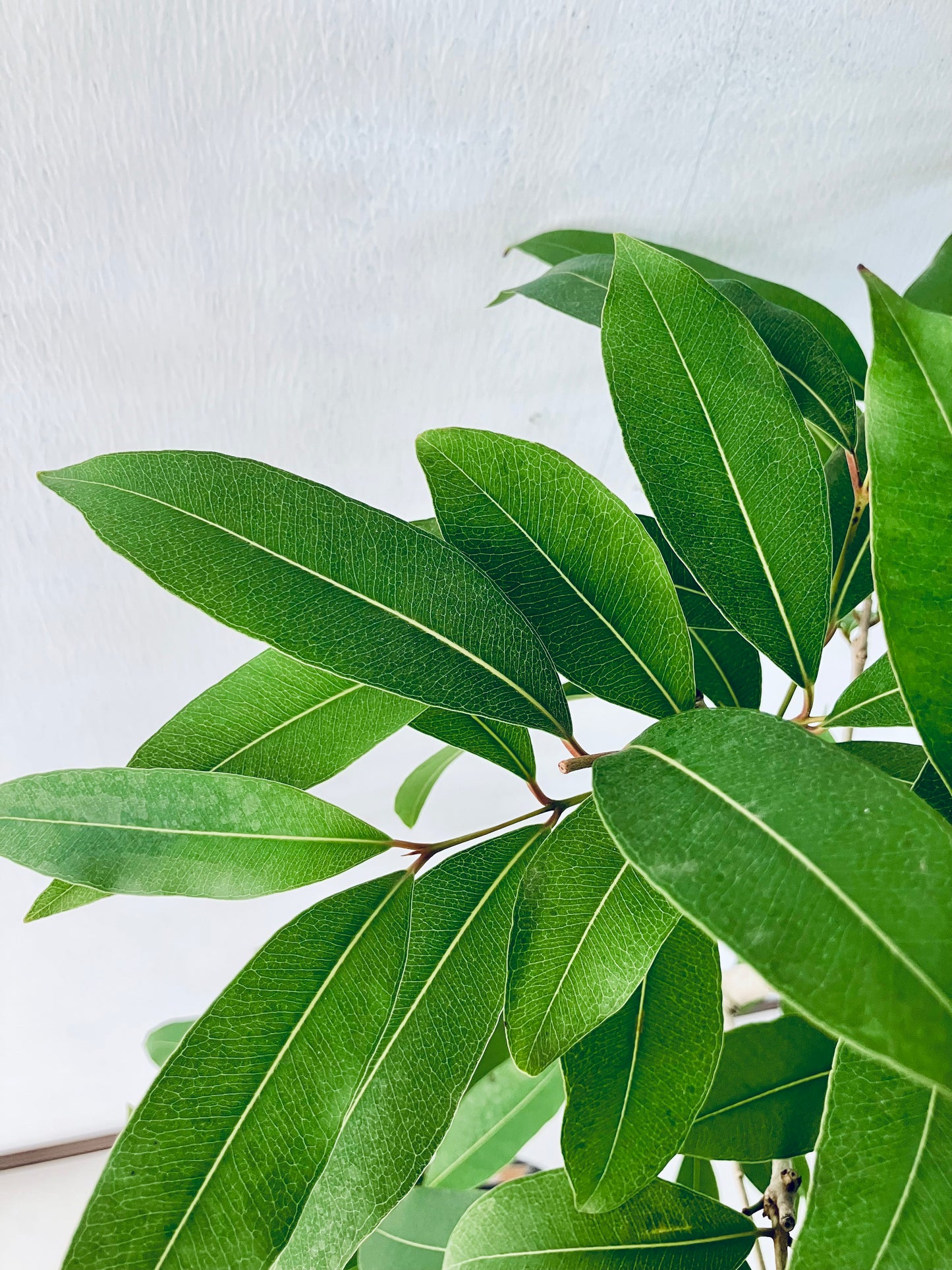 現品商品＠5 アマゾンオリーブ 8号（高さ：150cm、幅：60cm）