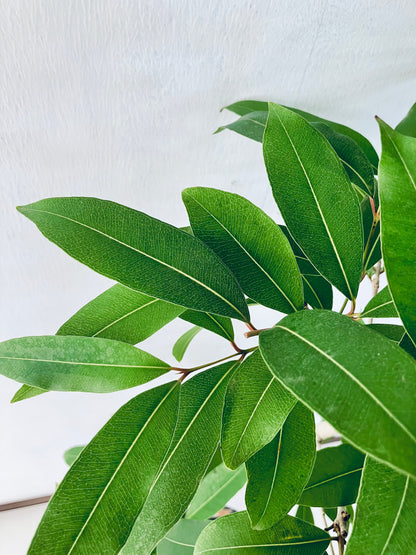 現品商品＠5 アマゾンオリーブ 8号（高さ：150cm、幅：60cm）